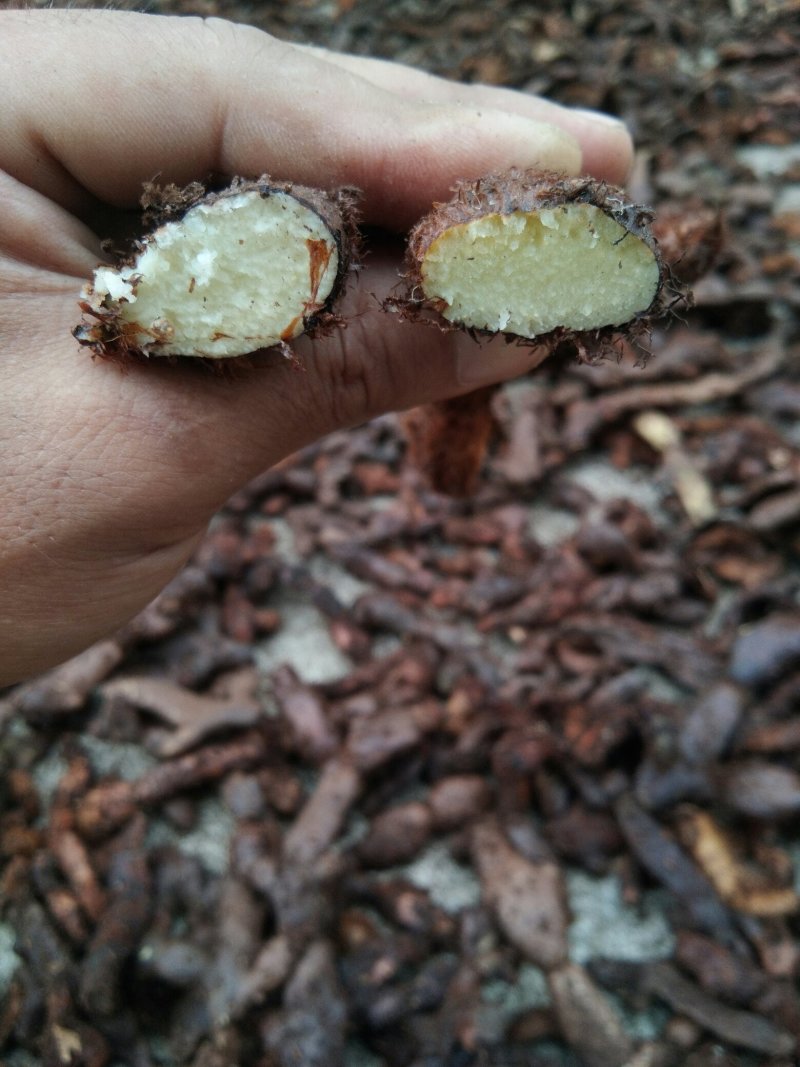 广东本土大量新鲜骨碎补