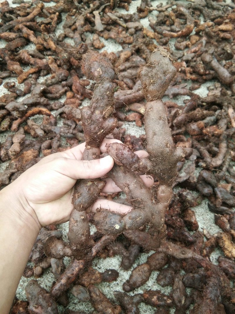 广东本土大量新鲜骨碎补