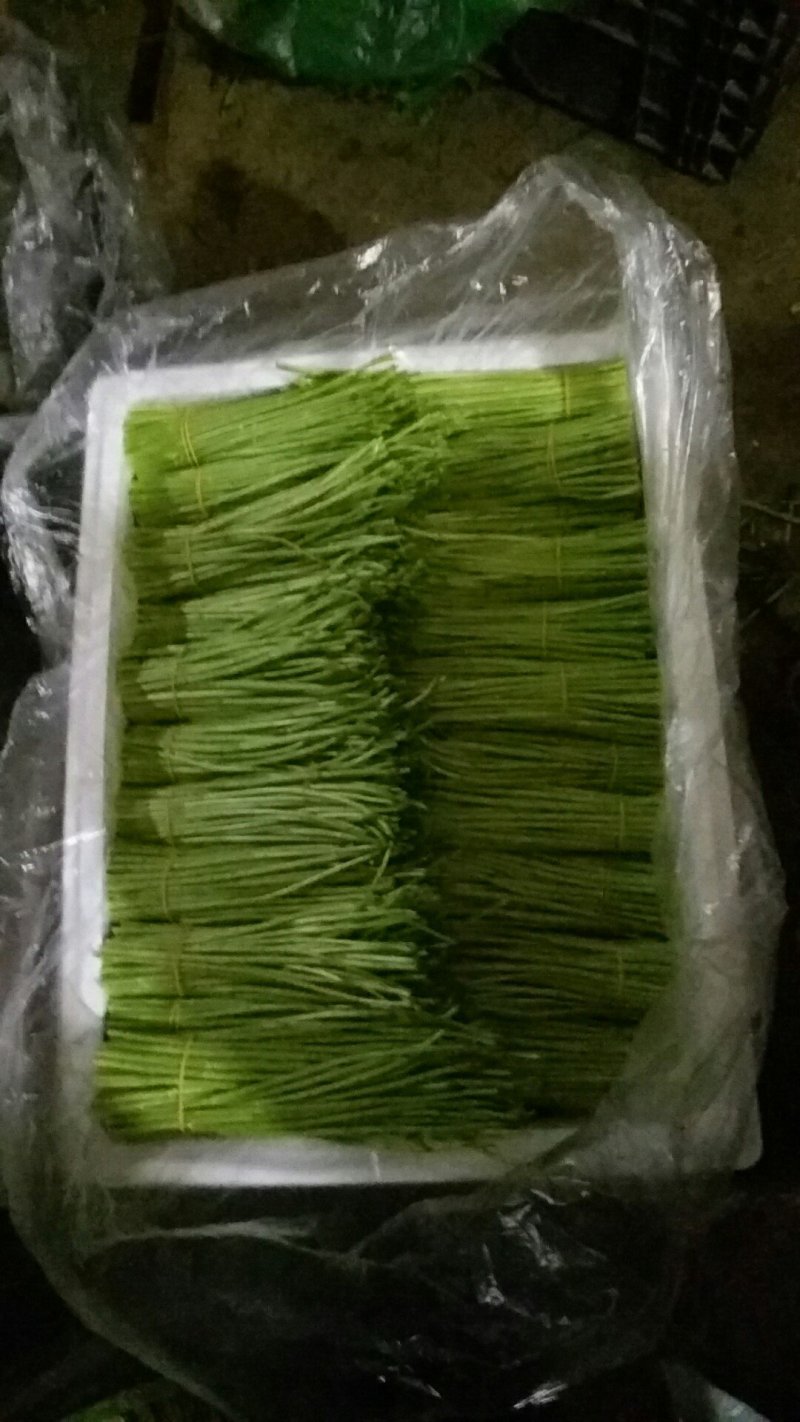 芦蒿供应