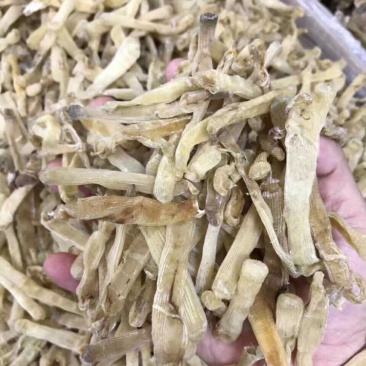 北海沙虫干足干1斤起批