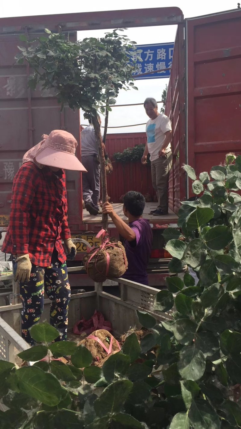 河南南阳树状月季一手货源基地直销成活率高花期长