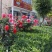 河南南阳树状月季一手货源基地直销成活率高花期长