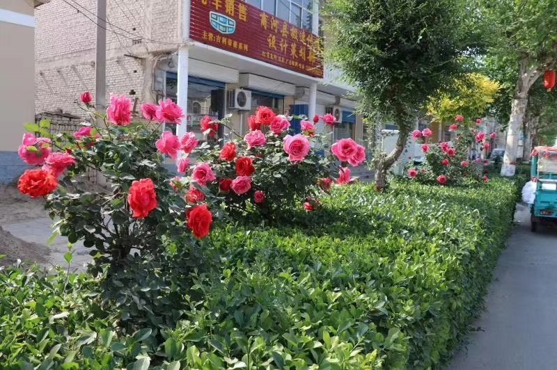 河南南阳树状月季一手货源基地直销成活率高花期长