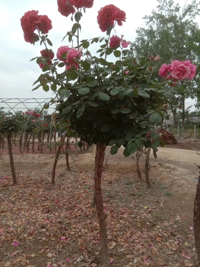 河南南阳树状月季一手货源基地直销成活率高花期长