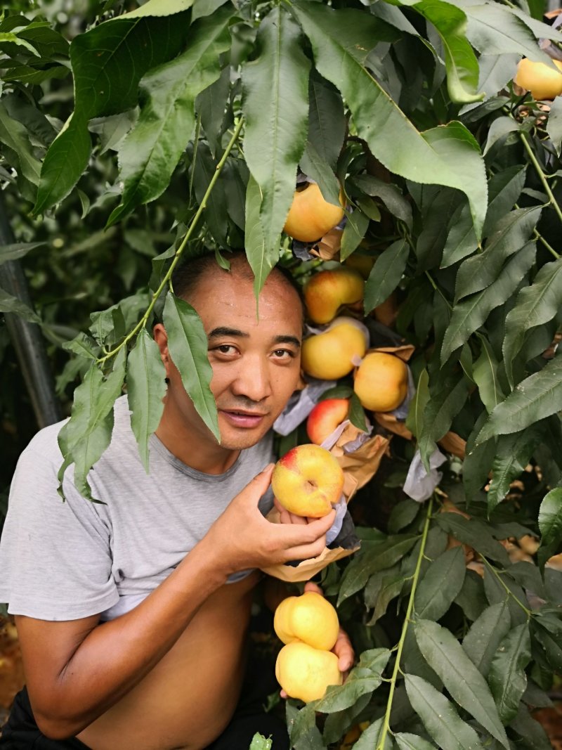 桃树苗风味天后蟠桃树苗，油蟠7，油蟠7-7，油蟠6-6桃