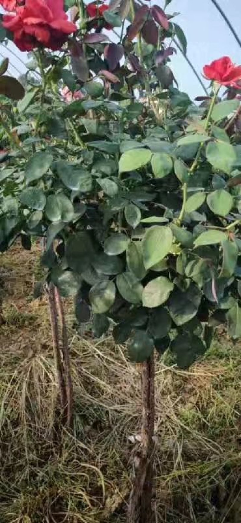 树桩月季当年开花一手货源基地直销成活率高