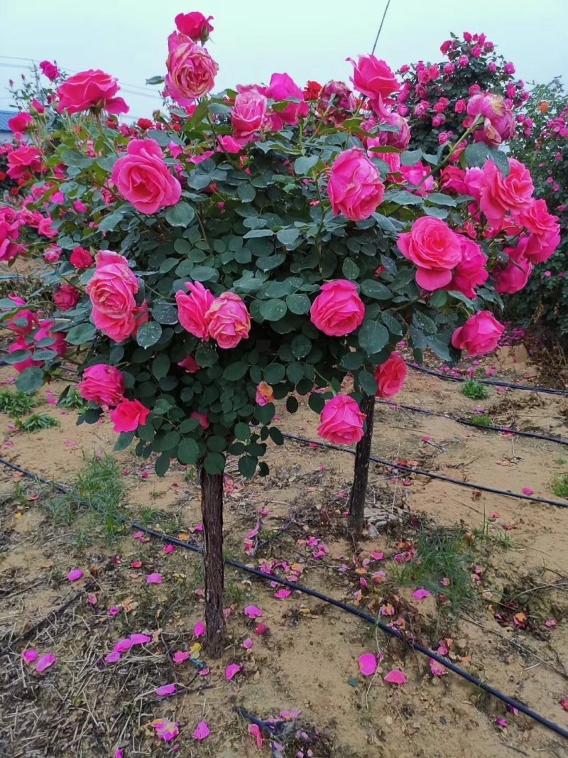 树桩月季当年开花一手货源基地直销成活率高