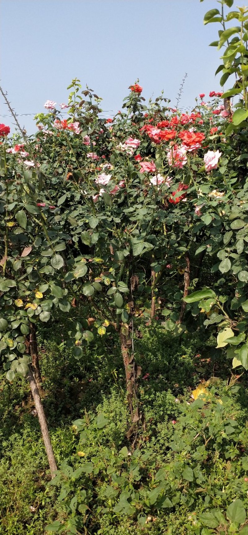 树桩月季当年开花一手货源基地直销成活率高