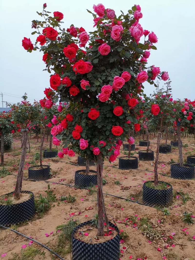 树桩月季当年开花一手货源基地直销成活率高