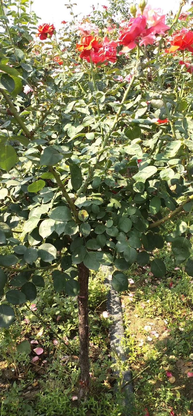 树桩月季当年开花一手货源基地直销成活率高