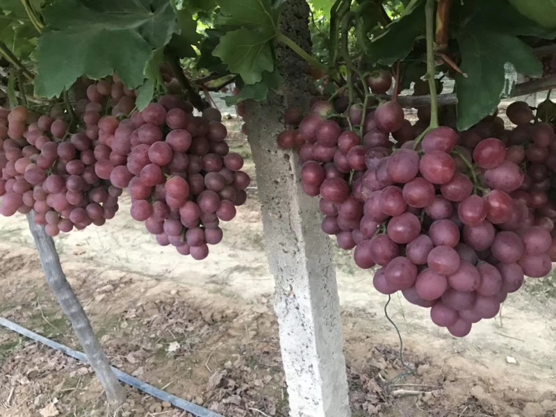 红提