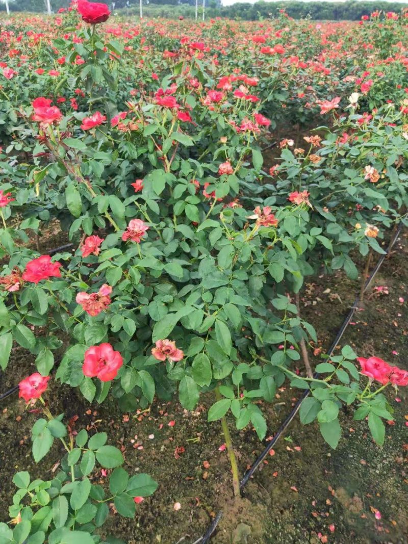 河南南阳棒棒糖月季一手货源品种齐全花期长