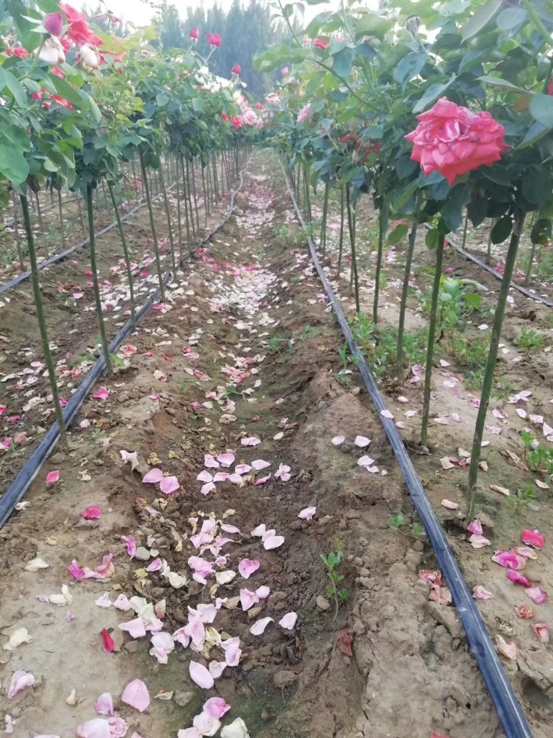 河南南阳棒棒糖月季一手货源品种齐全花期长
