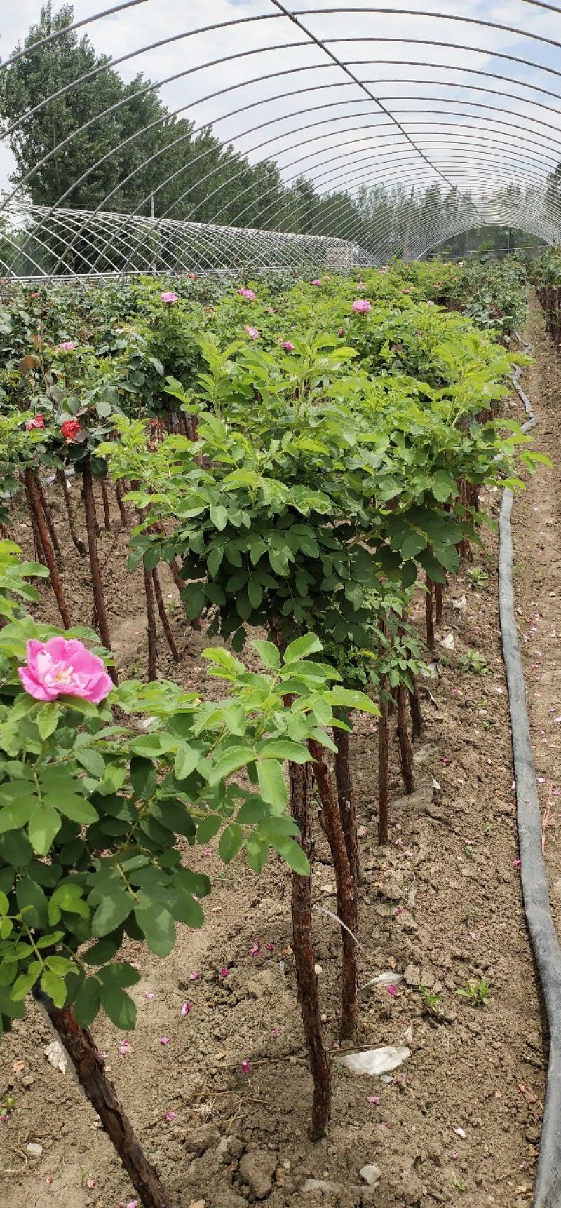 树桩玫瑰培育新品种花瓣食用泡茶美容，用于绿化工程