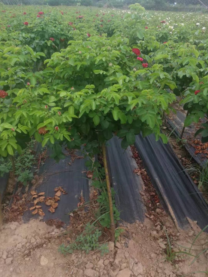 树桩玫瑰培育新品种花瓣食用泡茶美容，用于绿化工程