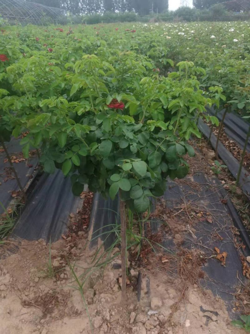 树桩玫瑰培育新品种花瓣食用泡茶美容，用于绿化工程