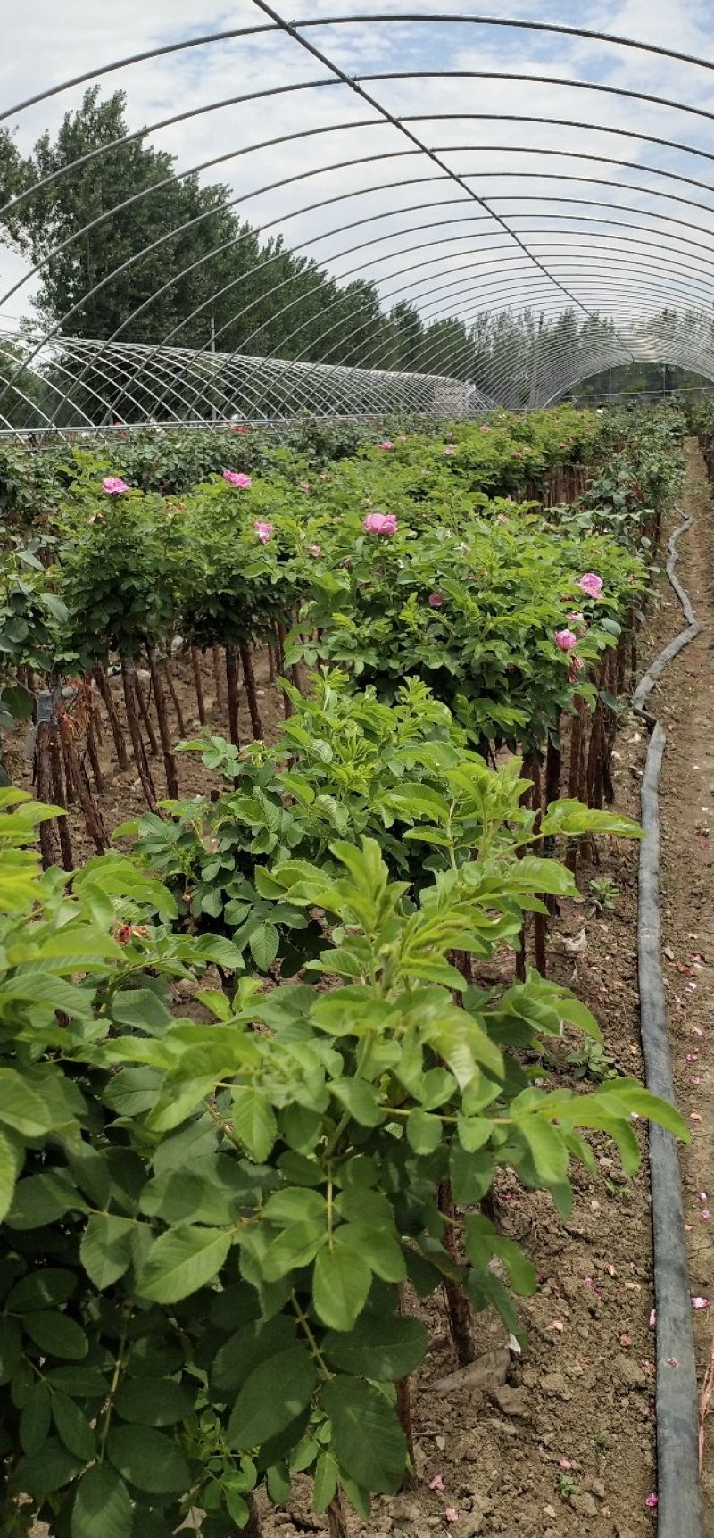 树桩玫瑰培育新品种花瓣食用泡茶美容，用于绿化工程