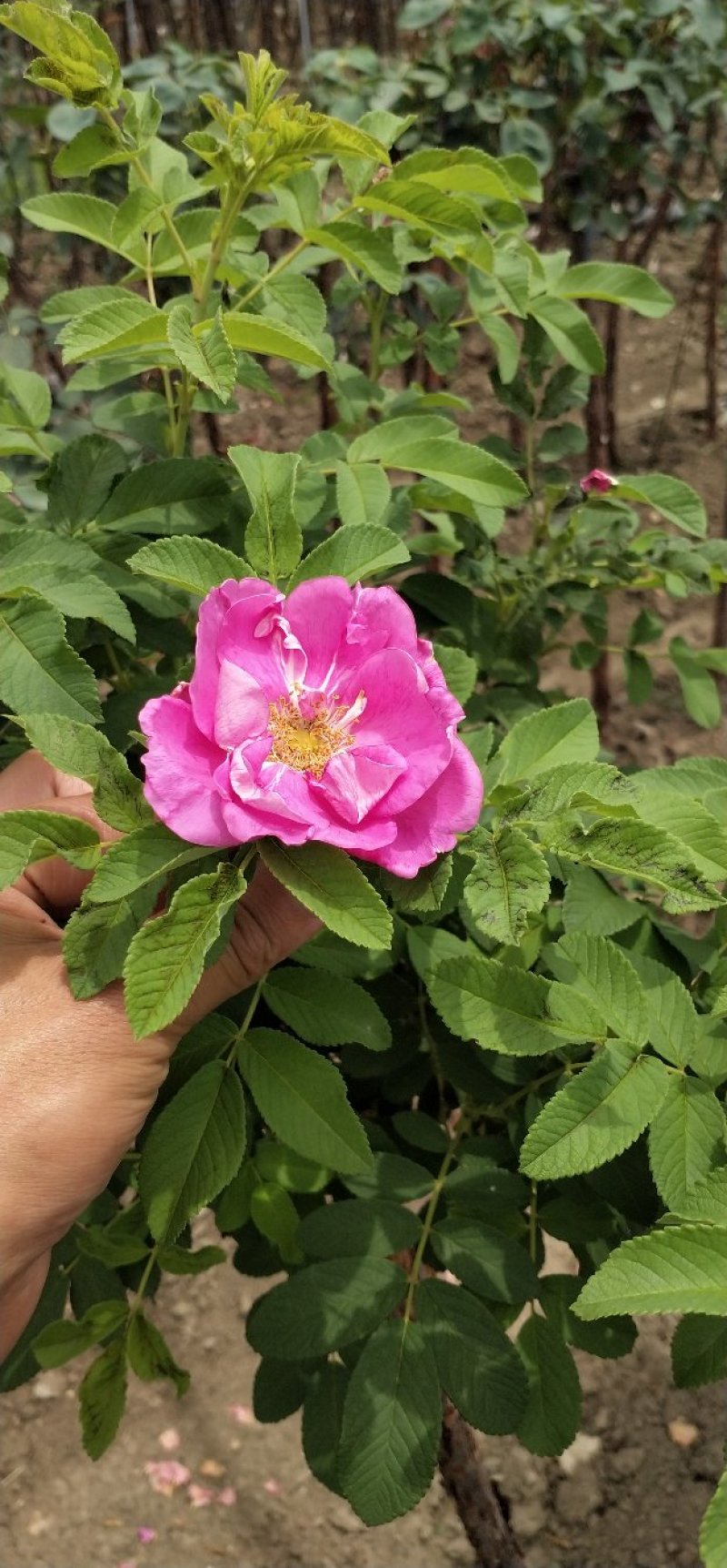 树桩玫瑰培育新品种花瓣食用泡茶美容，用于绿化工程