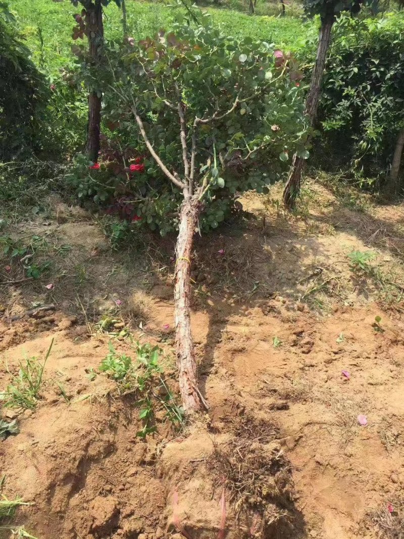 河南南阳供应树桩月季品种齐全成活率高花期长一手货源