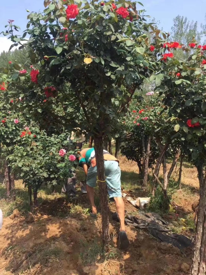 河南南阳供应树桩月季品种齐全成活率高花期长一手货源