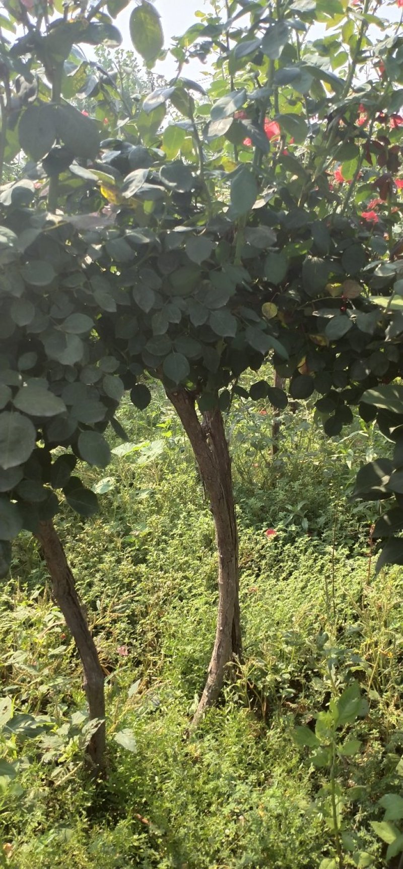 河南南阳月季之乡树桩月季当年开花花期长成活率高一手货源