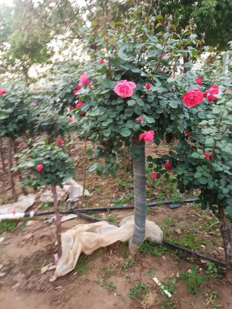 河南南阳月季之乡树桩月季当年开花花期长成活率高一手货源