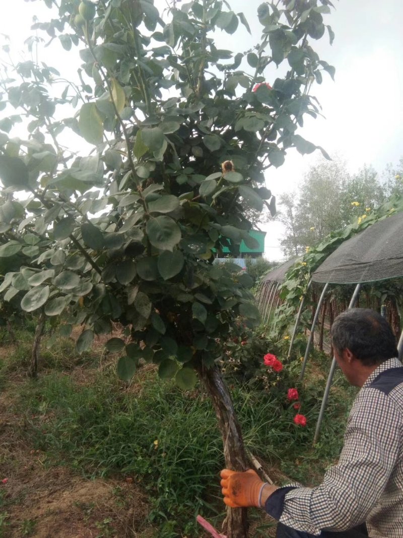 河南南阳月季之乡树桩月季当年开花花期长成活率高一手货源