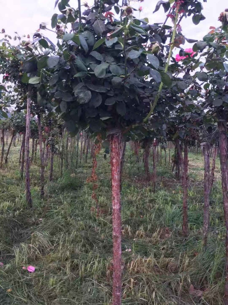 河南南阳月季之乡树桩月季当年开花花期长成活率高一手货源