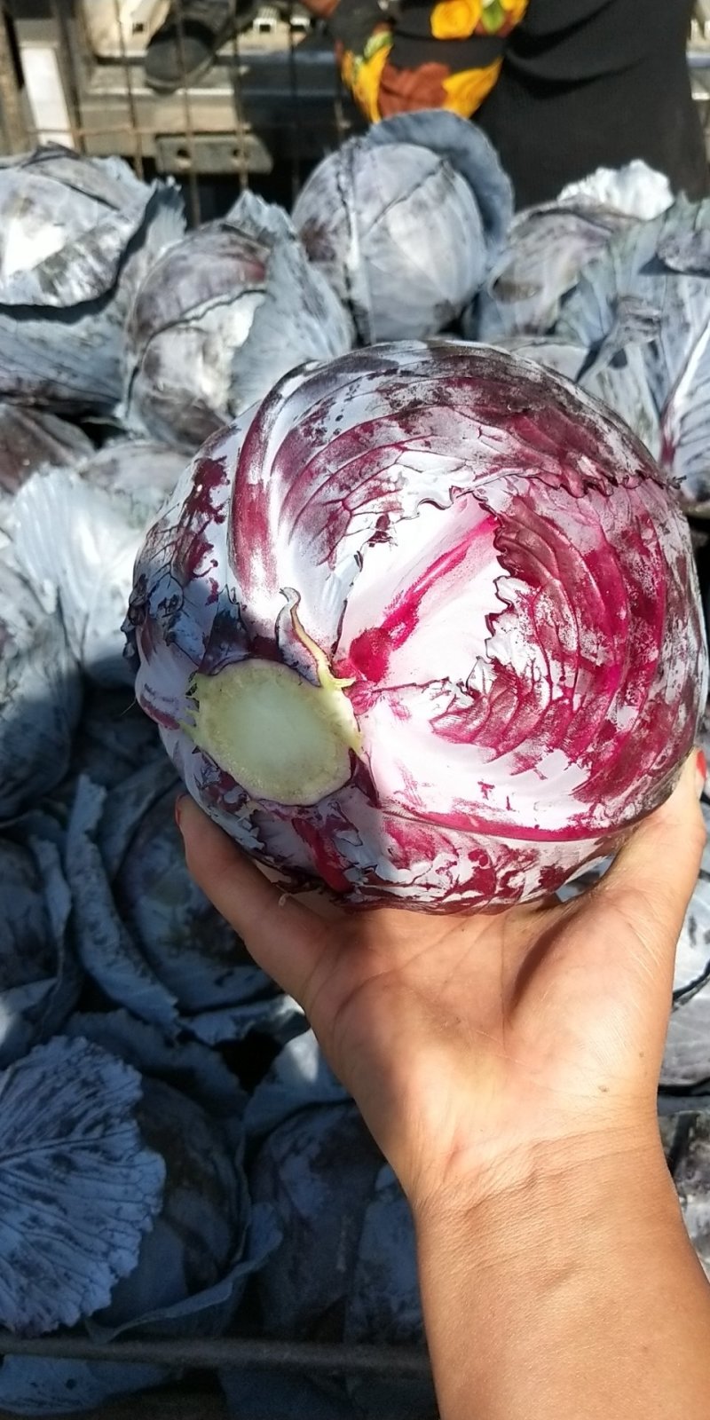【小侯蔬菜】普莱米多*紫甘蓝大量上市每颗2-5斤