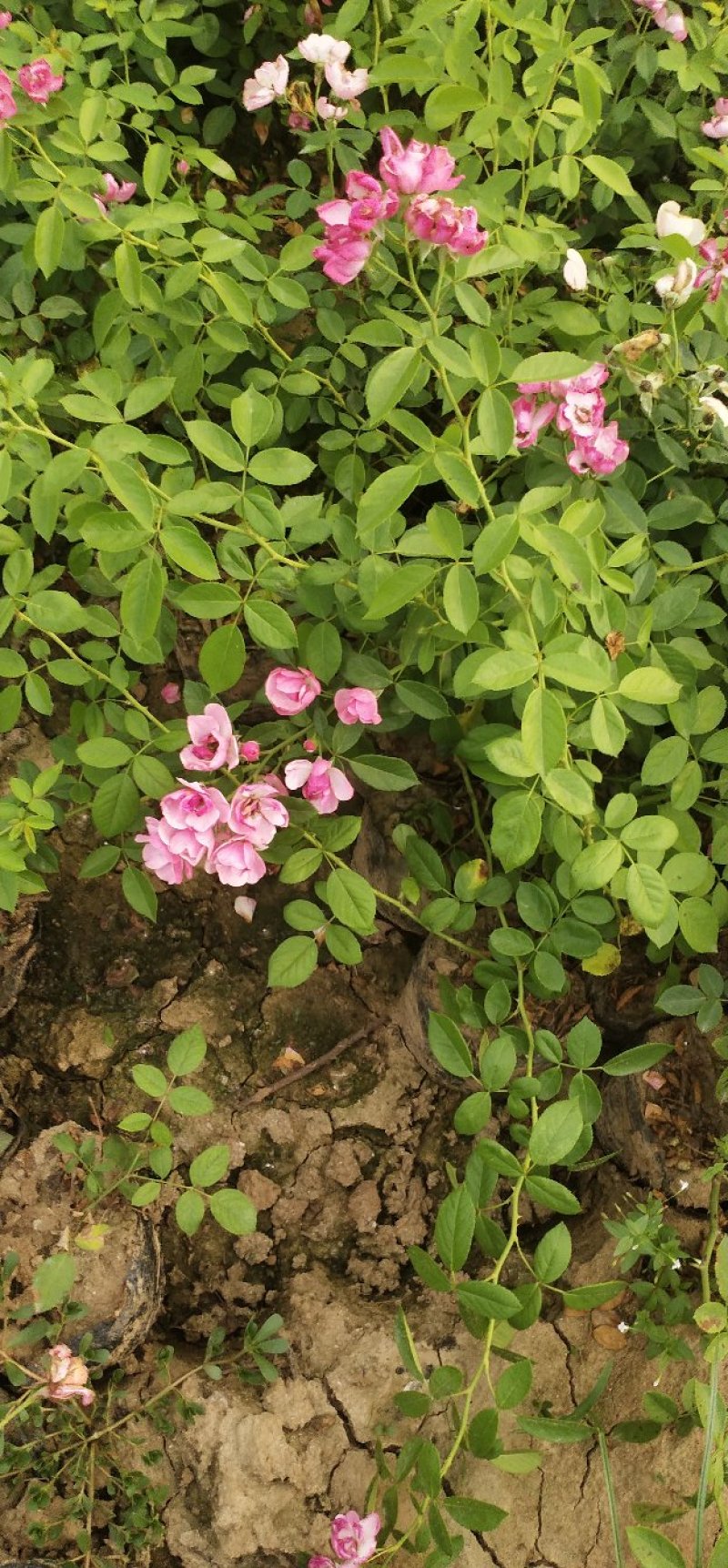 河南南阳藤本月季，成活率高，品种齐全，各种花卉造型