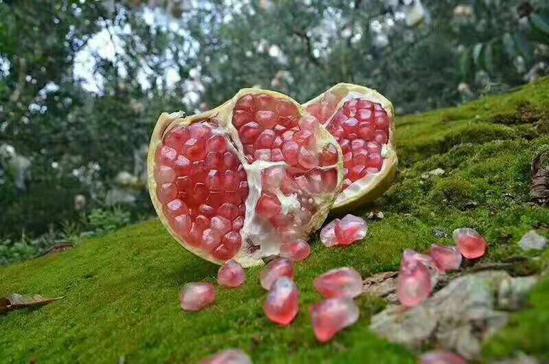 蒙自石榴种植户直供