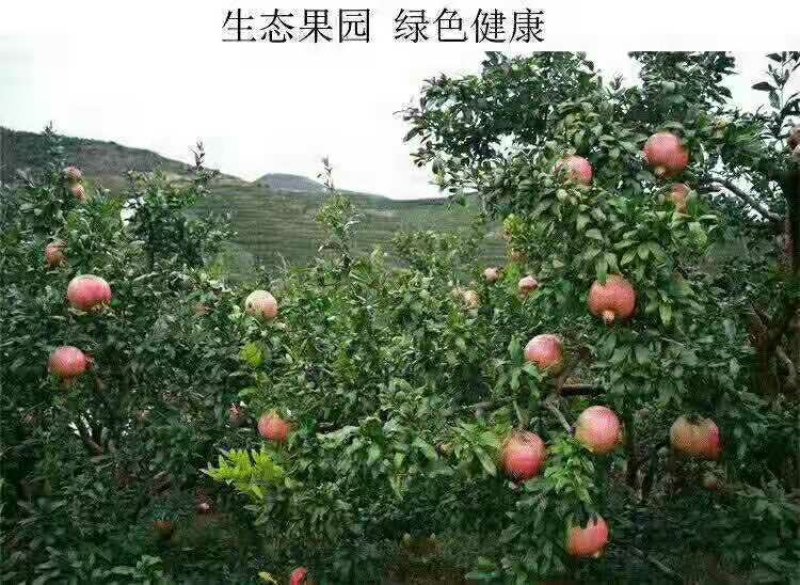 蒙自石榴种植户直供