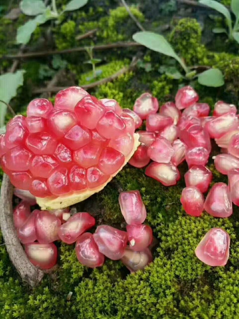 蒙自石榴种植户直供