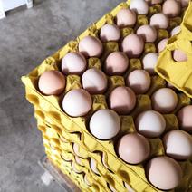 源厂精品粉蛋土鸡蛋，360枚净重36斤