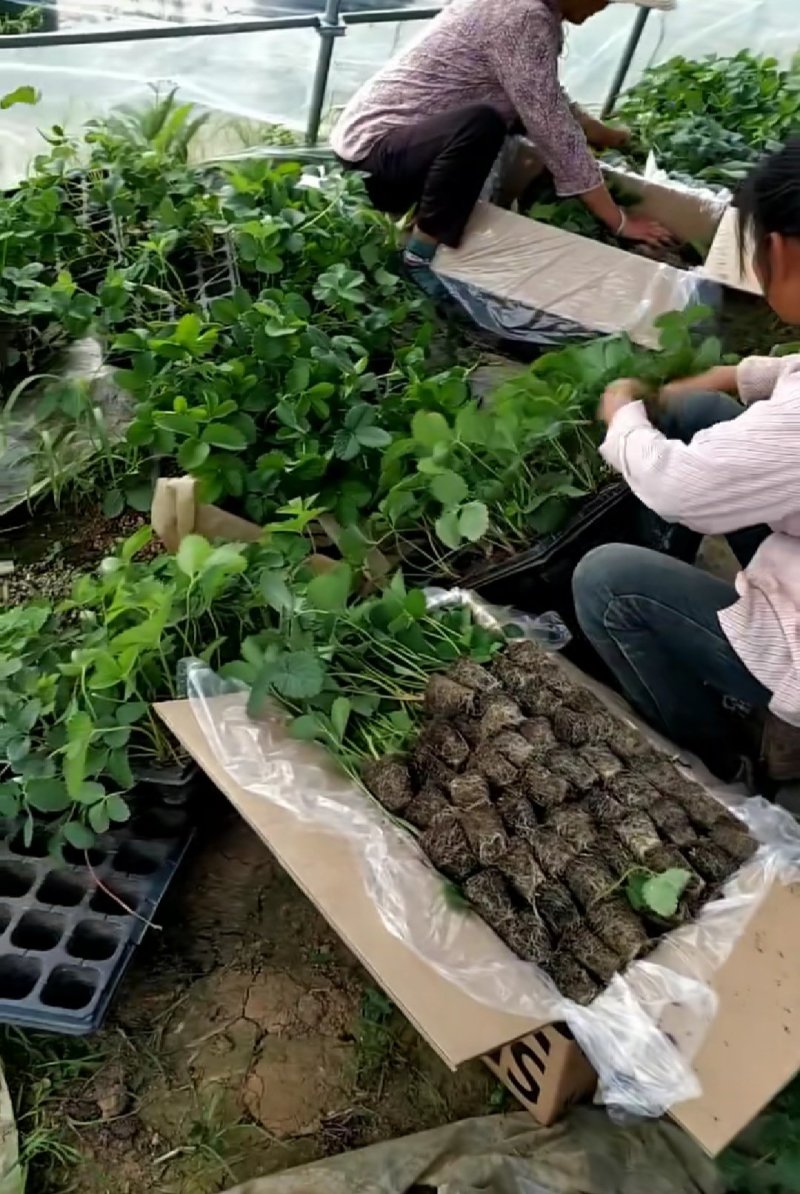 九九草莓苗现挖的草莓苗现挖现发品种纯正