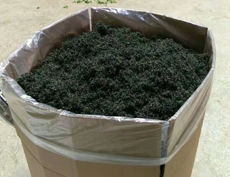 绞股蓝