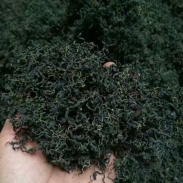 绞股蓝