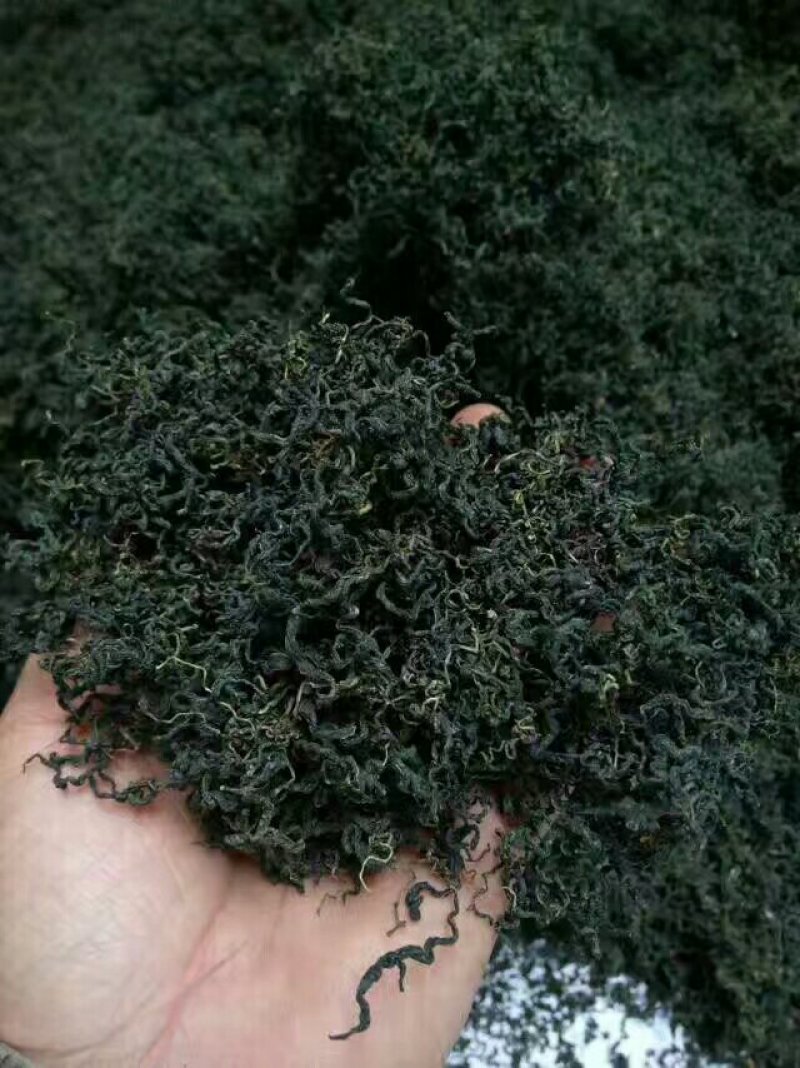 绞股蓝