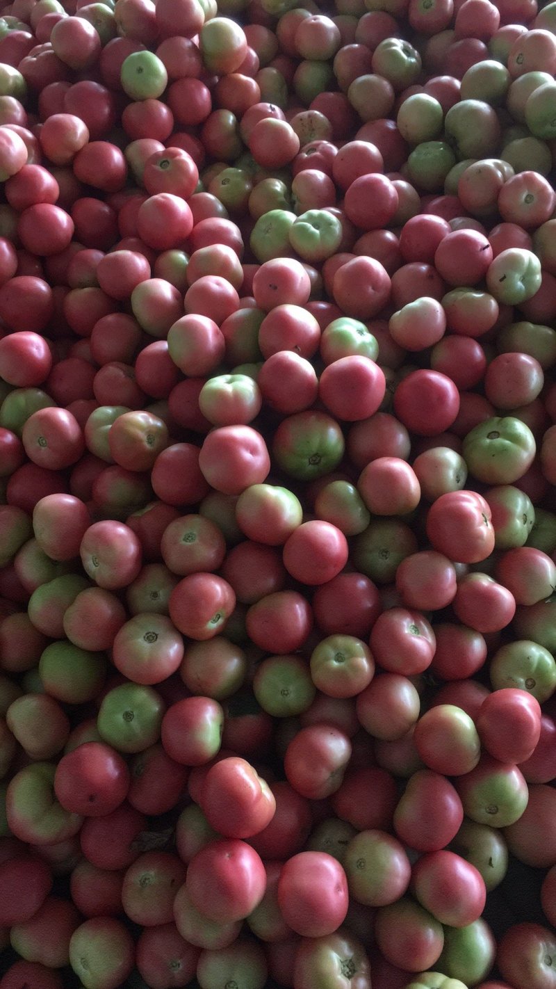 二茬硬粉西红柿🍅