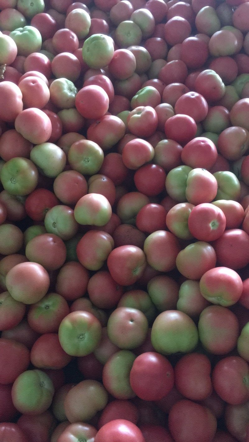 二茬硬粉西红柿🍅