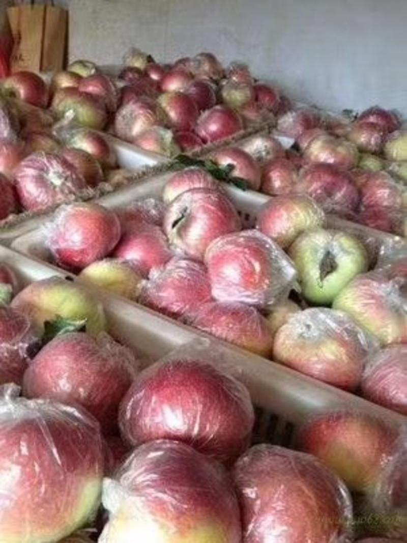 早熟苹果，美八，等多个品种，价格合理。