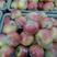 早熟苹果，美八，等多个品种，价格合理。