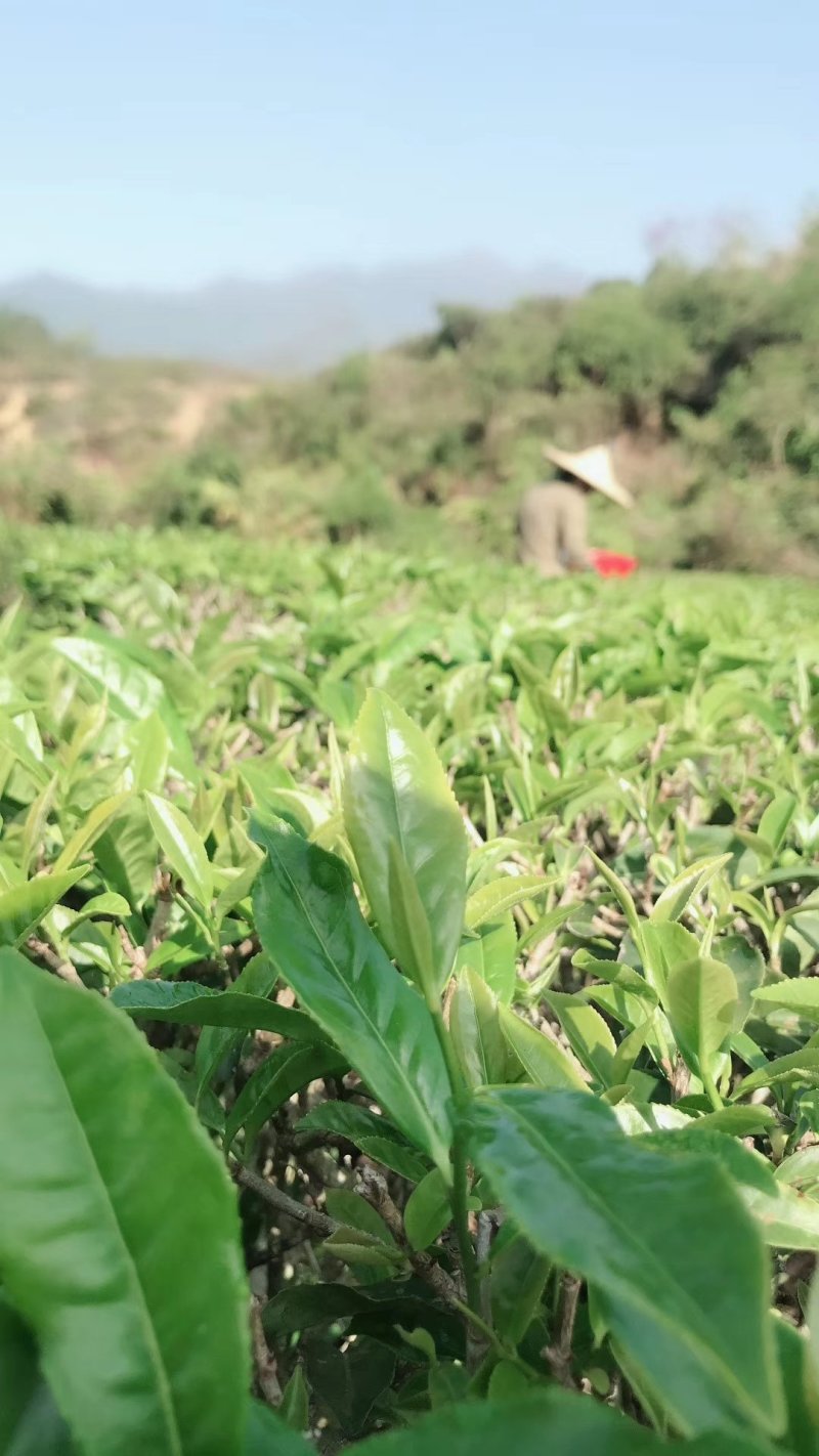 海丰特产茶叶农家自种莲花山本山绿茶