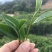 海丰特产茶叶农家自种莲花山本山绿茶