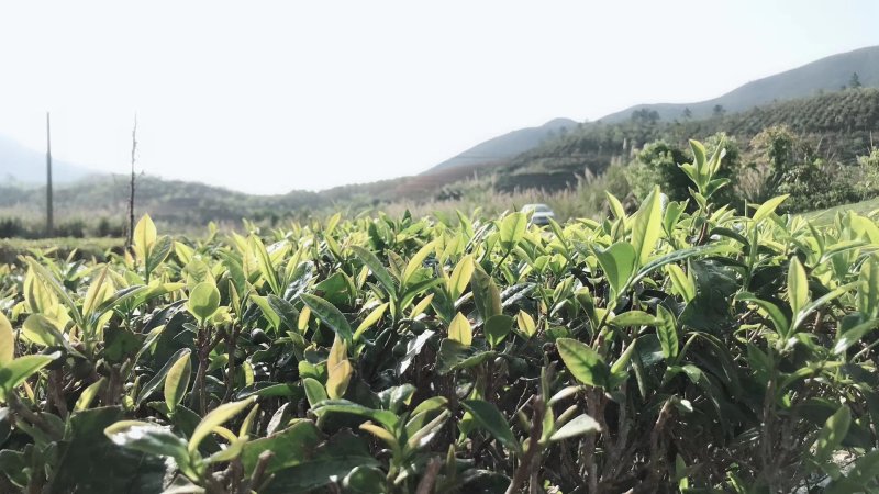 海丰特产茶叶农家自种莲花山本山绿茶