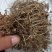 谷精草一公斤包邮量大从优全株干货