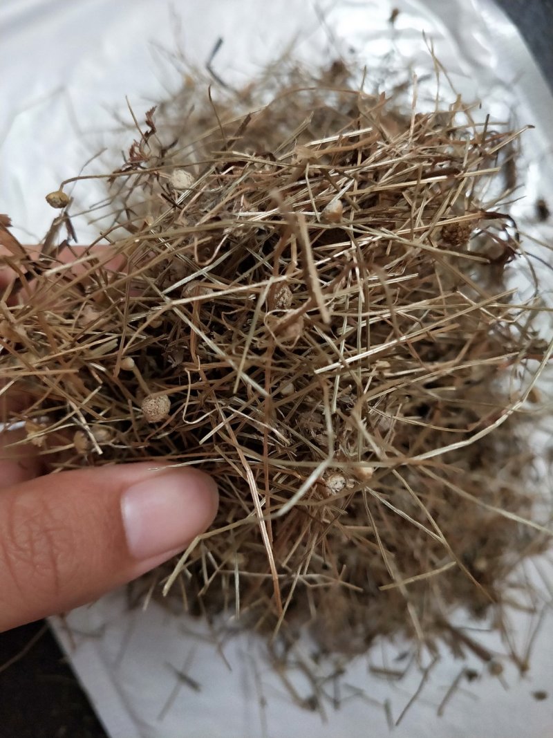 谷精草一公斤包邮量大从优全株干货