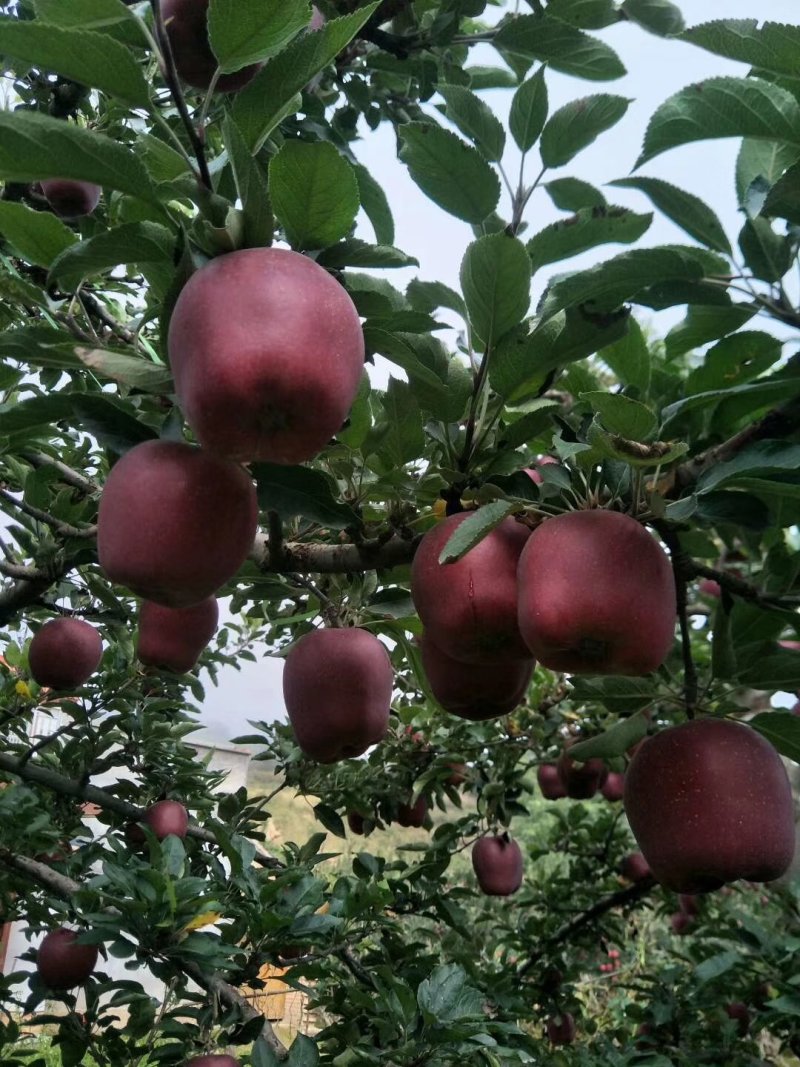 花牛苹果，糖心富士。