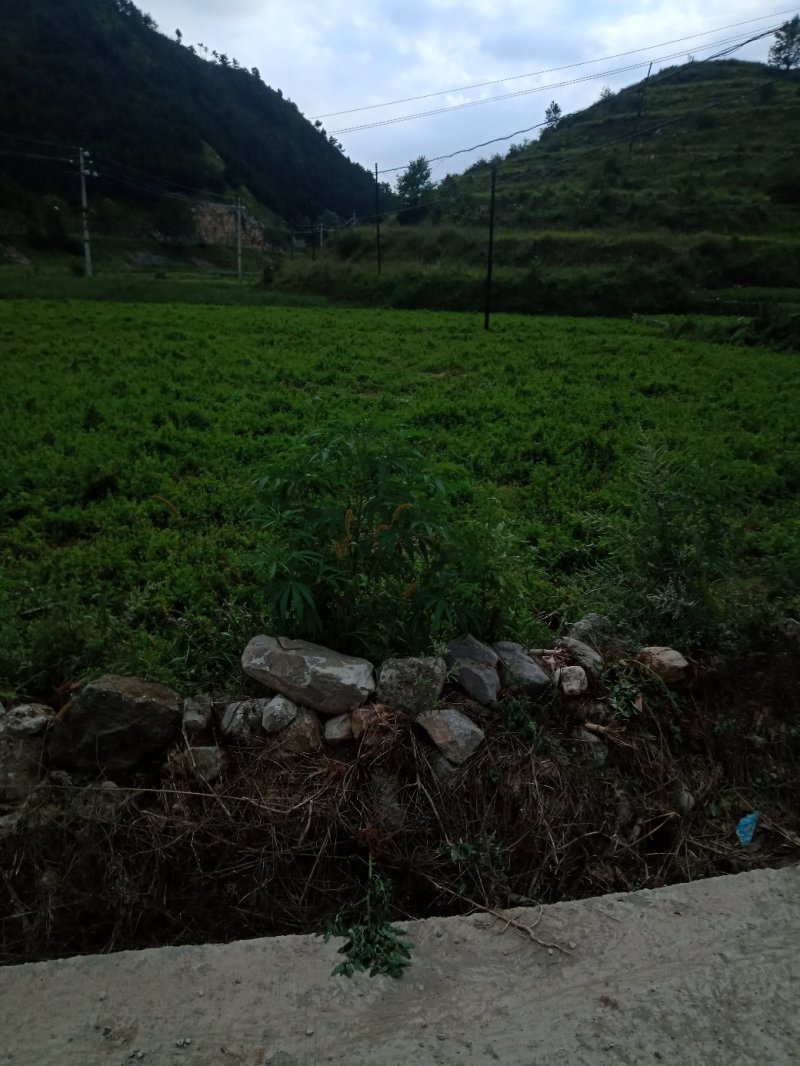 潞党参基地的鲜党参