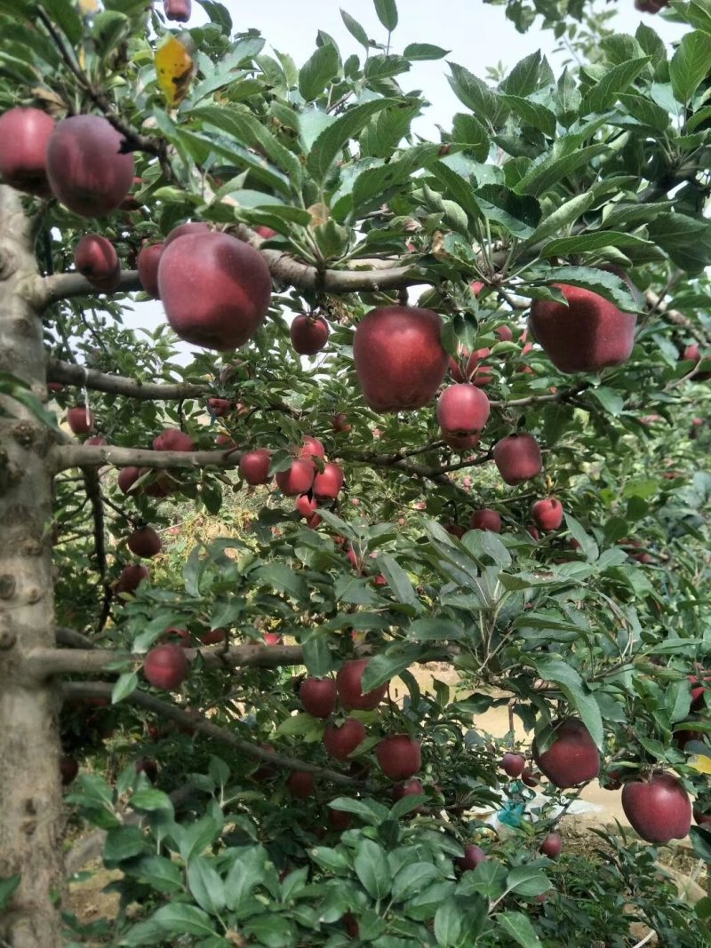 花牛苹果，糖心富士。